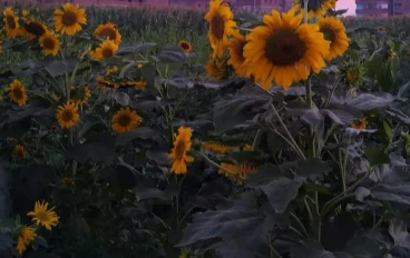 السعادة لا تتطلب الحصول على العالم بأكمله