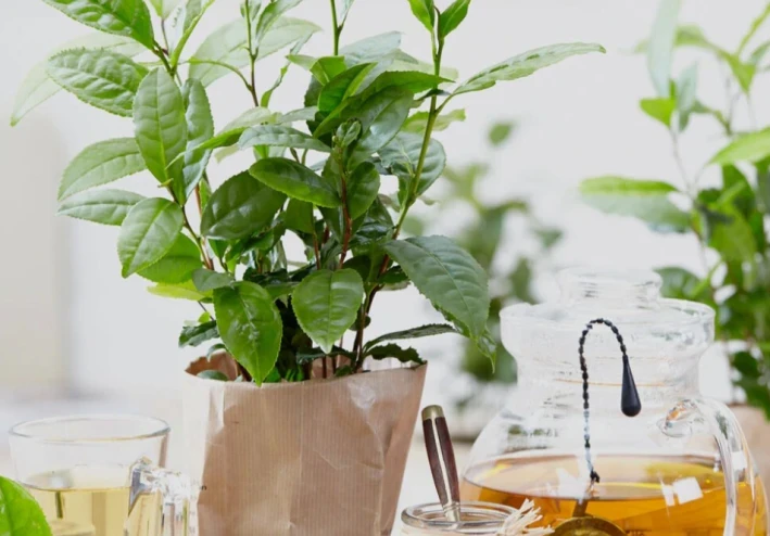 الشاي ثقافه ممتده عبر العصور