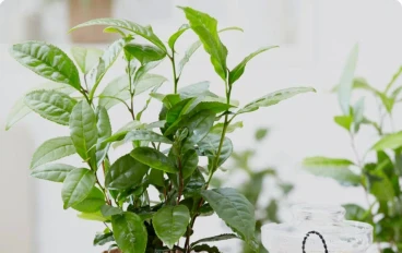 الشاي ثقافه ممتده عبر العصور