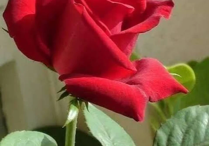 دور وسائل التواصل الاجتماعي في التنشئة الاجتماعية