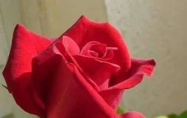 دور وسائل التواصل الاجتماعي في التنشئة الاجتماعية 