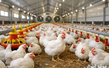 هل مشروع تربية الدجاج مربح؟ دراسة جدوى مفصلة