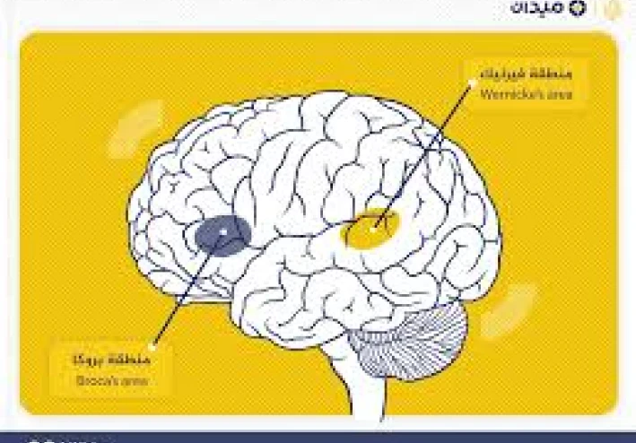 أن الدماغ لديه نظامه الخاص لإظهار تعبيرات الوجه والتعرف عليها