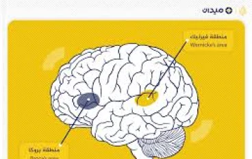  أن الدماغ لديه نظامه الخاص لإظهار تعبيرات الوجه والتعرف عليها