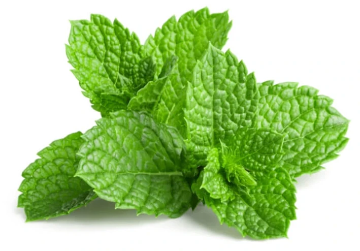 النعناع النعناع: التسريب الهضمي مع قرون من التقاليد