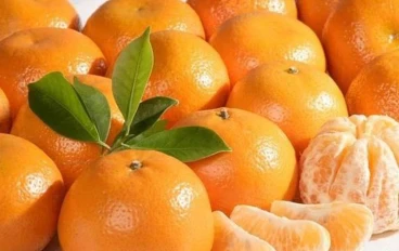   من الخطأ الذي يرتكبه الناس عند تناول اليوسفي:" إنه الجزء الذي يحتوي على أكبر قدر من فيتامين سي"