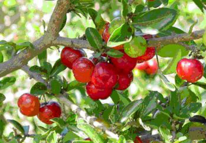 خطر تناول البطاطس مع البراعم: "يمكن أن تؤثر على الجهاز العصبي"