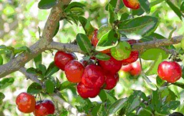 خطر تناول البطاطس مع البراعم: "يمكن أن تؤثر على الجهاز العصبي"