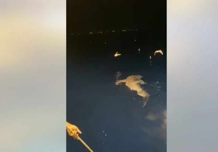 بعد فيديو أثار غضباً بمصر.. ضبط المتورطين في اصطياد قرش نادر