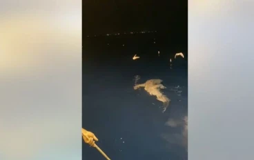 بعد فيديو أثار غضباً بمصر.. ضبط المتورطين في اصطياد قرش نادر