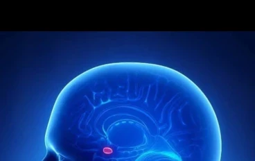 "Amygdala":  عندما يلتقي العلم بالفن في رحلة (شوقا) نحو الذات. 