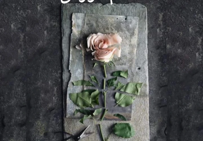 الحب الوردى المزيف