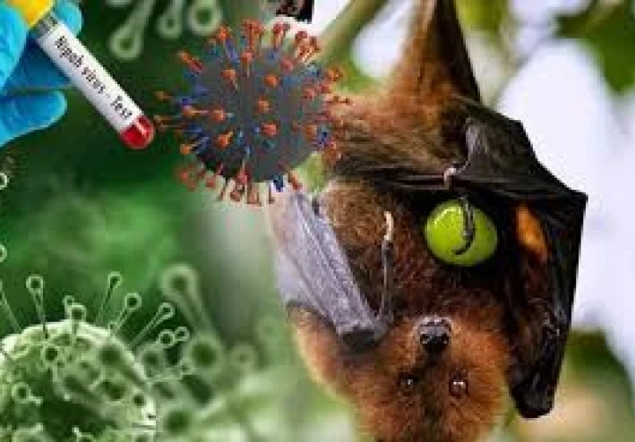 فيروس نيباه: خطر صحي ناشئ يثير قلق العالم