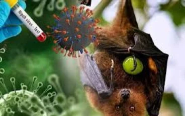 فيروس نيباه: خطر صحي ناشئ يثير قلق العالم