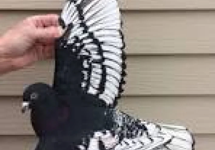 حقائق و ارقام رائعة عن الحمام