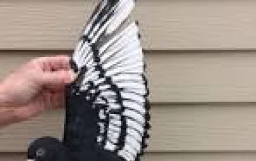 حقائق و ارقام رائعة عن الحمام