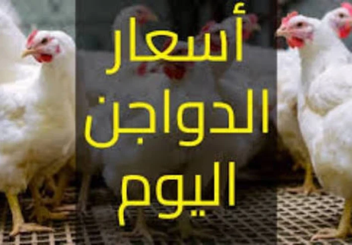📈 بورصة الدواجن اليوم الجمعة 6-2-2026 — أسعار الفراخ البيضاء في مصر (محدث بالكامل لمنصة “أموالِى”) 🇪🇬