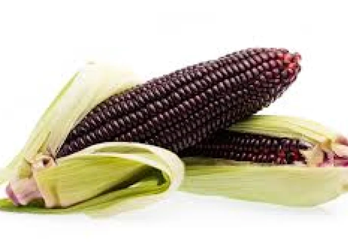 لماذا الذرة الرفيعة هي الأرز الجديد للأنظمة الغذائية الصحية