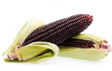  لماذا الذرة الرفيعة هي الأرز الجديد للأنظمة الغذائية الصحية