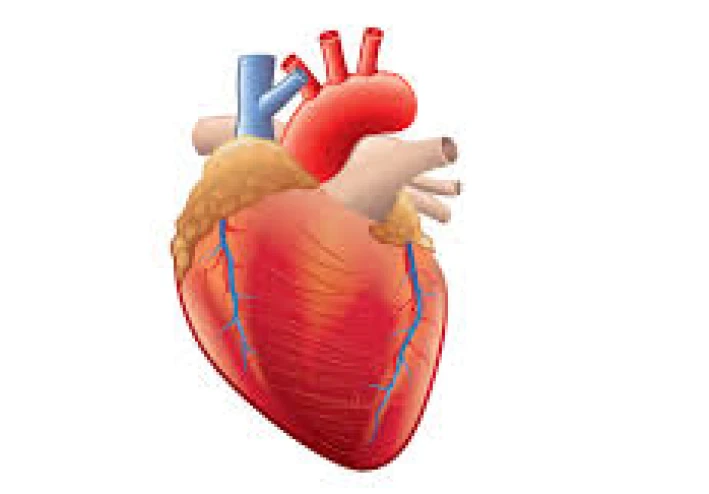 كيفية الجمع بين أمراض القلب والقوة والمرونة خلال الأسبوع للحصول على جسم وقلب رياضي