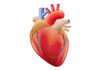 كيفية الجمع بين أمراض القلب والقوة والمرونة خلال الأسبوع للحصول على جسم وقلب رياضي