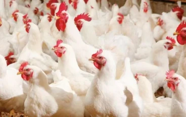 📈 بورصة الدواجن 2026: تحديث أسعار الفراخ البيضاء في مصر اليوم وأبرز تحركات السوق