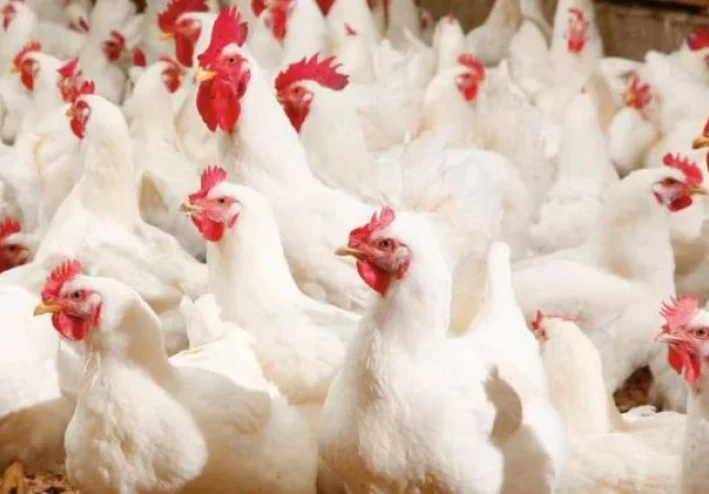 📈 بورصة الدواجن 2026: تحديث أسعار الفراخ البيضاء في مصر اليوم وأبرز تحركات السوق