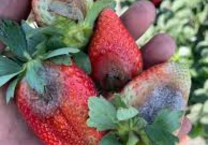 الفراولة حتى لا تفسد: "تخلص من العفن والبكتيريا بالماء المغلي"