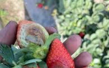  الفراولة حتى لا تفسد: "تخلص من العفن والبكتيريا بالماء المغلي"