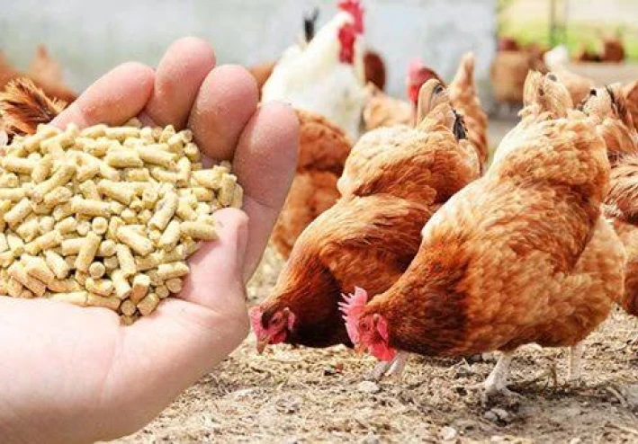 🐓 سعر طن الأعلاف اليوم في مصر 2026 وتأثيره على أسعار الدواجن – أسرار ارتفاع وانخفاض سعر الفراخ