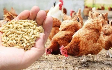 🐓 سعر طن الأعلاف اليوم في مصر 2026 وتأثيره على أسعار الدواجن – أسرار ارتفاع وانخفاض سعر الفراخ