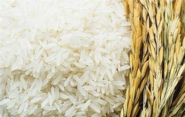 🔥 سعر الأرز الشعير اليوم في مصر 2026 تحديث يومي.. أسعار طن الأرز الشعير وتأثيرها على السوق والمستهلك