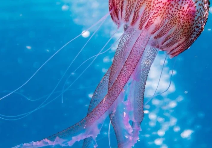 Jellyfish: Ancient Ocean Creatures That Defy Aging