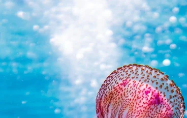 Jellyfish: Ancient Ocean Creatures That Defy Aging