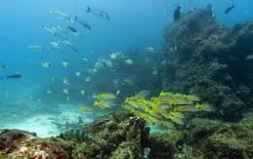 إعادة الاتصال بالطبيعة ، الخطوة الأولى لإنقاذ البحار والمحيطات