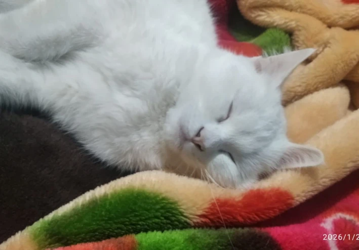 فلوس. أهمية الفلوس