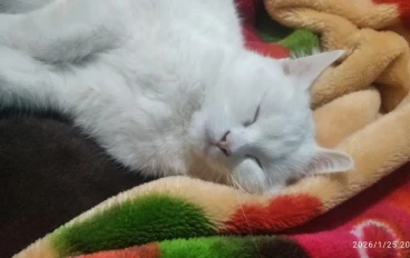 فلوس. أهمية الفلوس 