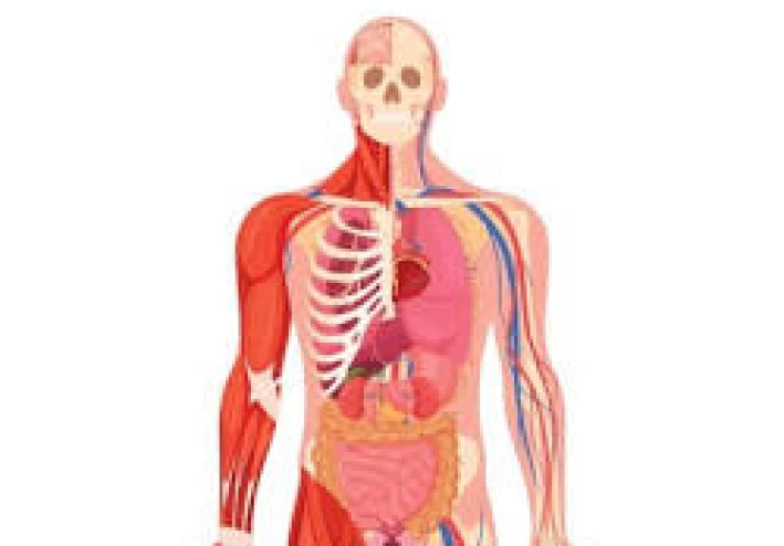 فسيولوجيا الجسد الرياضي: تحولات الدورة الدموية وهندسة القوام