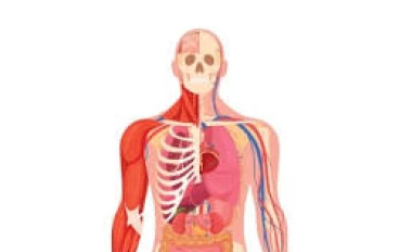 فسيولوجيا الجسد الرياضي: تحولات الدورة الدموية وهندسة القوام