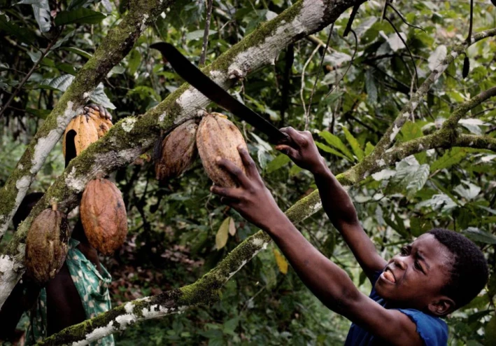 Blood Cocoa: The Child Slaves Behind the World’s Favorite Treat