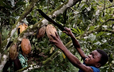 Blood Cocoa: The Child Slaves Behind the World’s Favorite Treat
