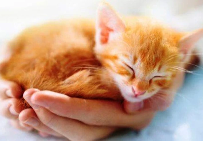 الرفق بالحيوان والاعتناء به