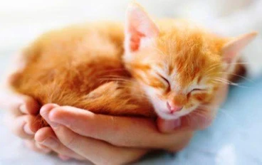 الرفق بالحيوان والاعتناء به