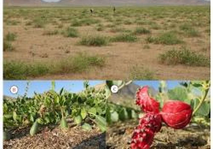 صيدلية الطبيعة: فلسفة الطب العربي ومساراته العالمية