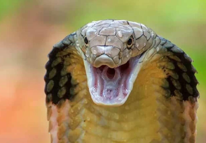 لا تأوي ثعبان في بيتك ابدا