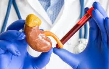 الكورتيزول ، المخرب الصامت لتغذيتك المثالية