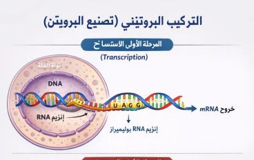 عملية تركيب البروتين