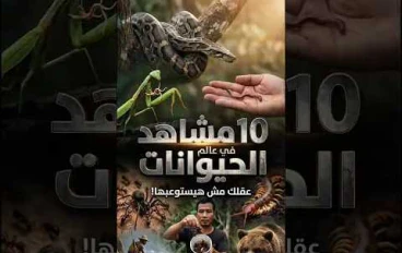أغرب 10 مشاهد حول العالم الحيوانات ستصدم عقلك – مشاهد لا تُصدق!