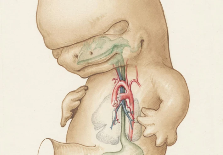 الأنثروبومترية والفيزيولوجيا لحديثي الولادة: دليل علمي شامل للأسبوع الأول