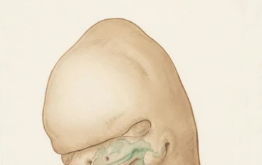 الأنثروبومترية والفيزيولوجيا لحديثي الولادة: دليل علمي شامل للأسبوع الأول